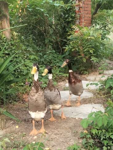 Trois canards marchent le long d'un chemin pavé entouré de plantes et de feuillages luxuriants. La scène semble paisible et naturelle, avec une structure rustique en briques à proximité.