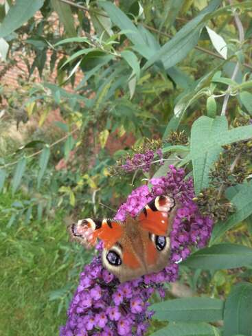 Un papillon orange vif aux taches oculaires saisissantes repose sur un bouquet de fleurs violettes, entouré de feuilles vertes luxuriantes dans un jardin. Une scène paisible.