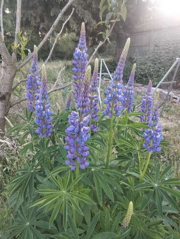 De grandes fleurs violettes de lupin fleurissent avec éclat parmi les feuilles vertes luxuriantes d'un jardin, avec la lumière du soleil qui filtre doucement à travers les arbres et une structure rustique en arrière-plan.