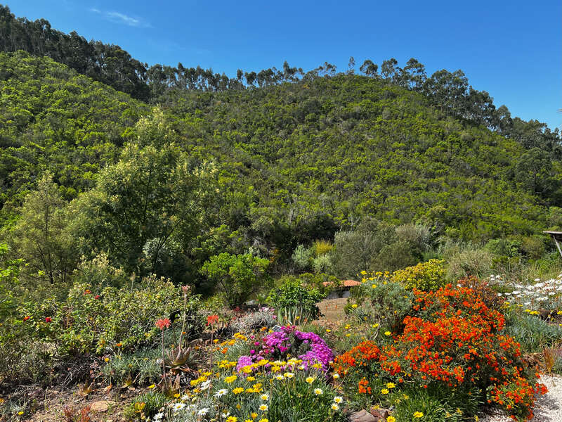 The image depicts a vibrant hillside garden, featuring a diverse array of colorful flowers and lush greenery, set against a brilliant blue sky.