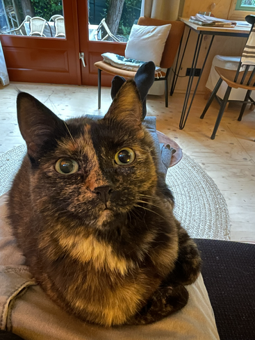 A tortoiseshell cat sits on someone's lap in a cozy, bright living room with wooden floors, red door, and outdoor patio furniture visible through the window.