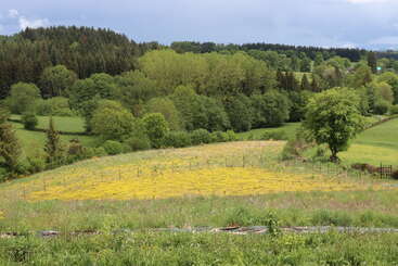 Un paysage verdoyant, avec ses collines ondulantes, sa forêt dense, ses arbres épars et sa prairie recouverte de fleurs sauvages jaunes sous un ciel partiellement nuageux, offre un tableau paisible.