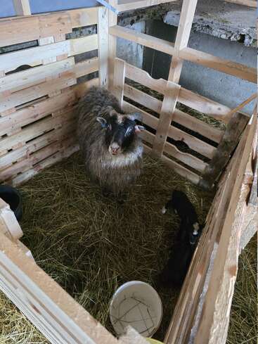 A sheep stands in a wooden pen filled with hay, accompanied by two newborn lambs resting in the corner. An empty white bucket sits nearby.