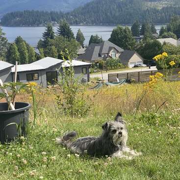 Das Bild zeigt eine ruhige Szene mit einem kleinen grauen Hund, der in einem üppigen Grasfeld liegt, umgeben von leuchtenden Wildblumen und mit Blick auf eine malerische Nachbarschaft mit Häusern und einem ruhigen See.