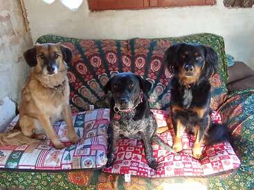 Trois adorables chiens sont assis côte à côte sur un canapé aux motifs colorés, chacun sur son propre coussin, et regardent attentivement la caméra dans une pièce confortable.