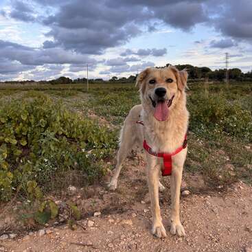 A happy golden dog wearing a red harness stands on a dirt path, surrounded by green plants and wildflowers, under a dramatic, cloudy sky.