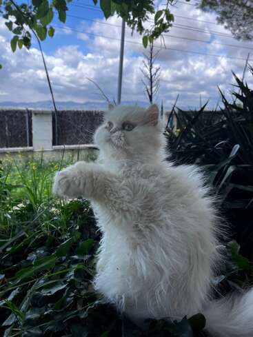 A fluffy white kitten sits upright among green plants, looking curious. Above, the sky is partly cloudy, with trees and a fence visible in the background.