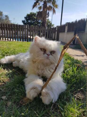 A fluffy white cat lounges on green grass, holding a stick with its paws. Sunny day, palm tree and wooden fence visible in the background, peaceful atmosphere.
