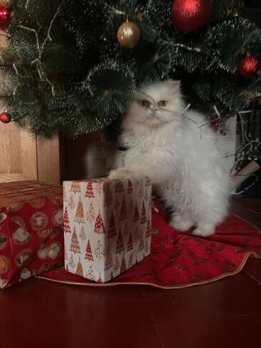 A fluffy white cat sits under a decorated Christmas tree beside festively wrapped presents on a red tree skirt, creating a cozy holiday scene indoors.