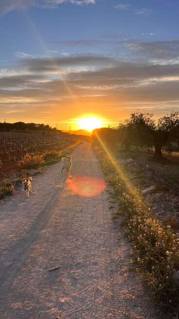 Two dogs run down a rural dirt road at sunset, surrounded by fields and trees. The sky is colorful, filled with clouds and golden sun rays.