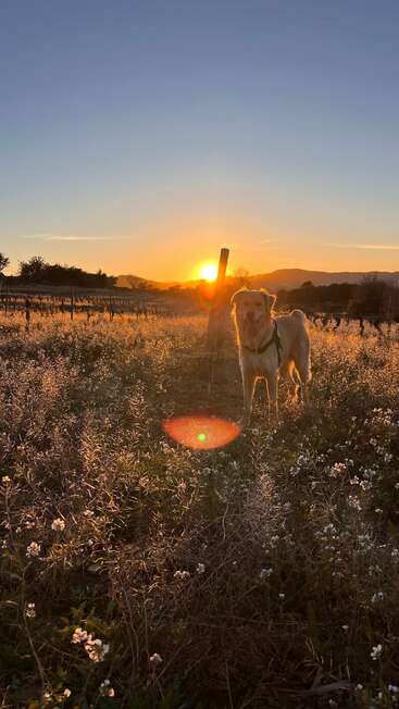 Un chien doré se tient dans un champ de fleurs sauvages éclairé par le soleil couchant, entouré par la nature et rayonnant sous la lumière chaude et orangée du soleil couchant.