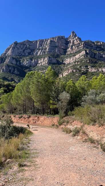 Une montagne rocheuse s'élève dans un ciel bleu vif, avec des arbres d'un vert éclatant le long d'un sentier poussiéreux. Un chien solitaire se tient le long du chemin.