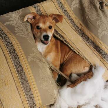 A mischievous brown dog sits inside a ripped couch cushion, looking playful. Fluffy white stuffing is scattered around, showing evidence of its recent destruction.