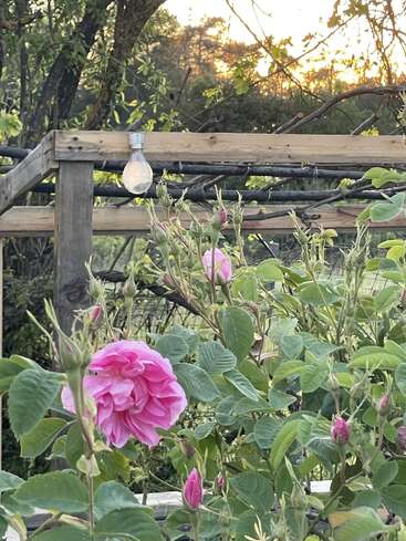 A vibrant pink rose blooms among green leaves and buds. A wooden pergola with a hanging light bulb sits behind, with sunset and trees in the background.