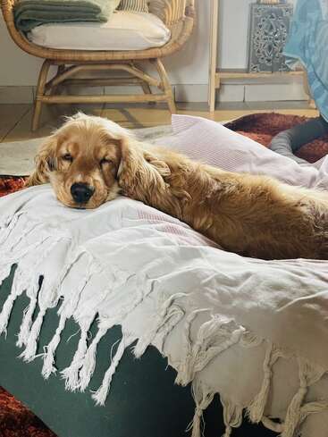 A golden dog is peacefully napping on a cozy, tassel-covered blanket, surrounded by soft pillows, in a warm, inviting, bohemian-style living room.