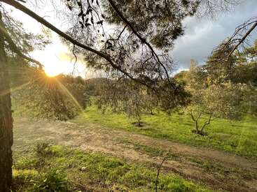Golden sunlight filters through leafy tree branches, illuminating a green grassy field and a dirt path under a partly cloudy sky in this peaceful countryside scene.