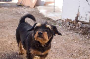 A small, scruffy black and tan dog stands on a dirt ground near a white wall, looking curious and alert with its tail curled up.