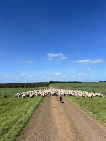 Un grand troupeau de moutons se presse sur un chemin de terre, avec un chien noir qui les garde. De vastes champs verts et un ciel bleu clair créent une scène paisible.