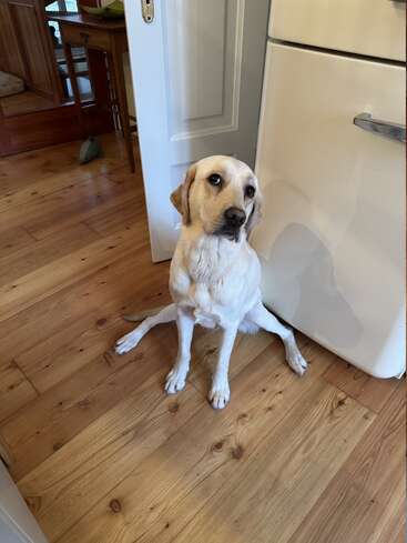 Um labrador retriever amarelo está sentado no chão de madeira, com as patas traseiras estendidas, olhando para cima com olhos grandes e expressivos ao lado de uma geladeira branca na cozinha.