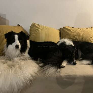 Deux chiens blancs et noirs tout doux se détendent sur un canapé beige. Ils sont entourés de coussins jaunes et d'une couverture blanche duveteuse, et ont l'air bien à l'aise.