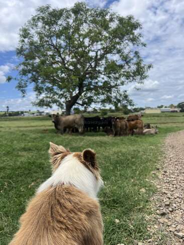A brown and white dog watches a herd of cows standing under a large tree in a grassy field, with a gravel path nearby and blue sky overhead.