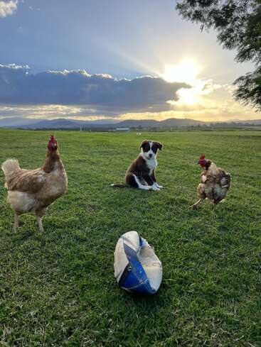 A puppy sits on green grass between two chickens at sunset, with a deflated rugby ball in front. Hills and dramatic clouds fill the distant background.