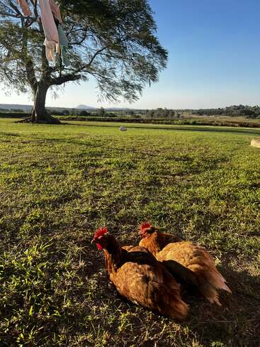 Two brown chickens rest on grassy lawn under clear blue sky, with a tree, some hanging clothes, distant fields, and mountains in the background. Peaceful scene.