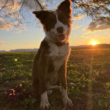 A happy dog sits on grassy ground at sunset, bathed in golden light, with mountains and clouds visible in the background, embodying peace and joy.