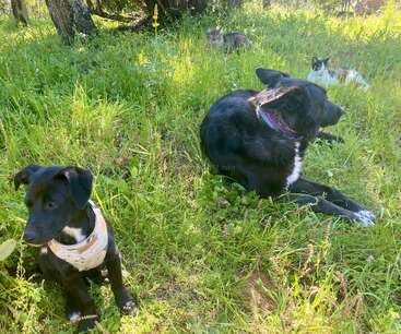 Dos perros y dos gatos descansan en una zona cubierta de hierba bañada por el sol. Los animales están sentados tranquilamente entre las plantas verdes, disfrutando del sol y de la compañía mutua.