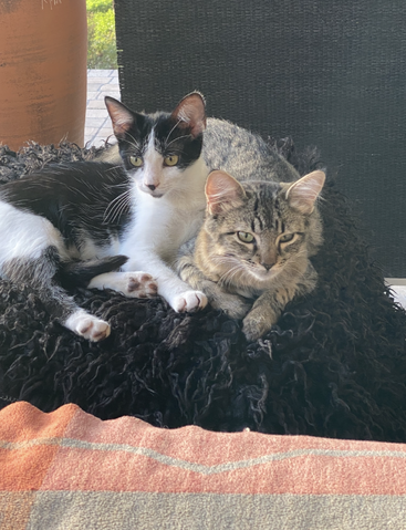 Dos gatos adorables, uno blanco y negro y el otro atigrado, se acurrucan juntos sobre una mullida manta negra, con aire relajado y feliz en el interior.