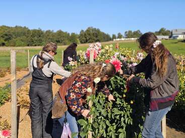 Cuatro mujeres recogen flores de colores de un jardín en un día soleado. Llevan ropa informal y parecen disfrutar juntas de la actividad al aire libre.