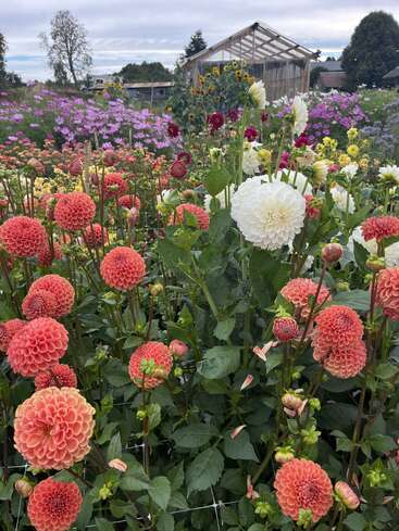 Un vibrante jardín de flores florece con dalias rojas, naranjas, blancas y amarillas. Un invernadero rústico y girasoles de fondo bajo un cielo nublado.