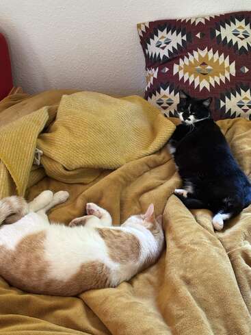 Zwei Katzen liegen ganz entspannt auf einem gemütlichen Bett mit gelben Decken. Eine Katze ist schwarz-weiß, die andere rot-weiß. Dahinter liegen ein paar Deko-Kissen.
