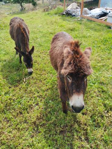 Two donkeys are standing on a grassy field. One is closer to the camera, looking forward, while the other is grazing in the background. Rural setting.
