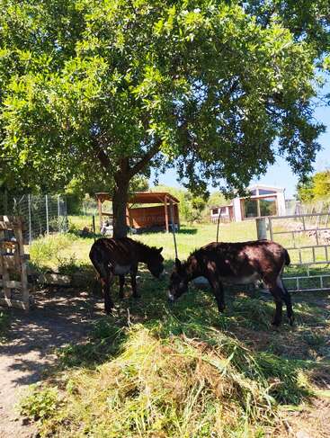Two donkeys are standing under a large leafy tree, eating grass in a sunny, fenced farmyard. Wooden structures and greenery surround the peaceful rural scene.