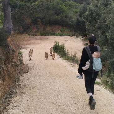 A woman carrying a baby in a front carrier walks down a dirt path, following four dogs. Trees and greenery line the peaceful, rural trail.
