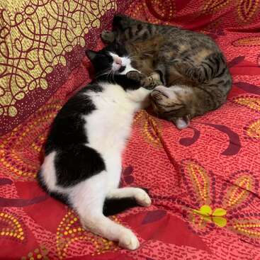Two cats are lying on a red patterned blanket, cuddling closely together. One is black and white, the other is tabby. Both look peaceful.
