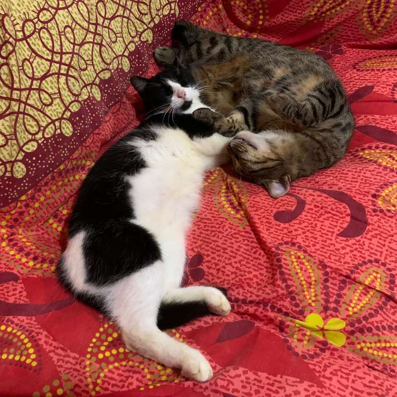 Two cats are lying on a red patterned blanket, cuddling closely together. One is black and white, the other is tabby. Both look peaceful.
