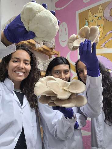 Três mulheres vestindo jalecos e luvas roxas seguram orgulhosamente cogumelos grandes, sorrindo em uma sala colorida com pinturas criativas nas paredes e o cultivo de cogumelos visível atrás delas.