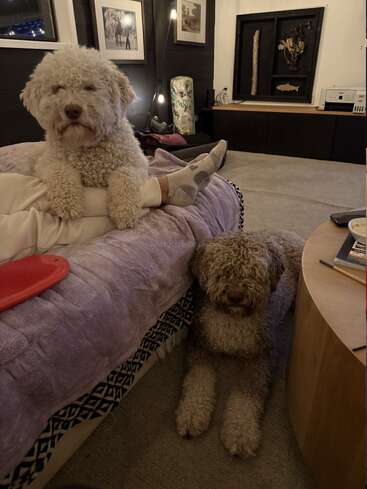 Dois cachorros fofinhos descansam em uma sala aconchegante, um nas pernas de uma pessoa em cima da cama, o outro deitado confortavelmente no tapete ao lado de uma mesa.