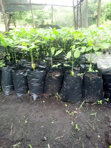 This image shows young seedlings growing in black plastic bags filled with soil, arranged neatly in rows inside a shaded nursery with a lush green background.