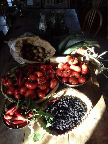 Auf einem rustikalen Holztisch steht frisches Gemüse: Tomaten, Kartoffeln, Zucchini, Paprika und eine Schale mit Brombeeren. Das Sonnenlicht bringt die farbenfrohe, biologische Ernte wunderbar zur Geltung.