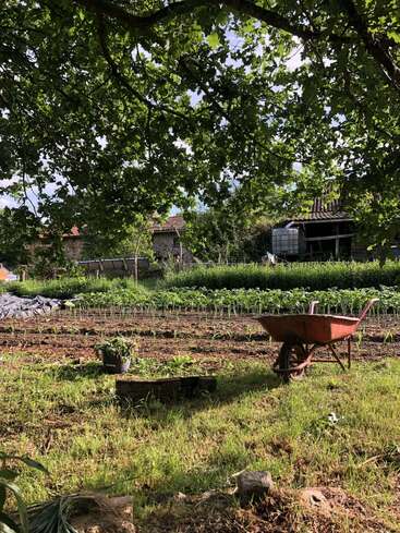 Eine ruhige ländliche Gartenszene mit einer roten Schubkarre, grünen Pflanzen, Reihen von Feldfrüchten, üppigen Bäumen über dir, durch die Sonne scheint, und einem rustikalen Bauernhaus.