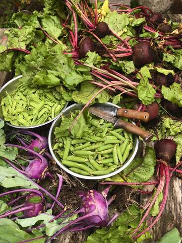 Frisch geerntetes Gartengemüse liegt auf einem rustikalen Holztisch. In Schüsseln sind grüne Bohnen und Erbsen, dazu gibt's Rote Beete, lila Kohlrabi, Blattgemüse und Messer.