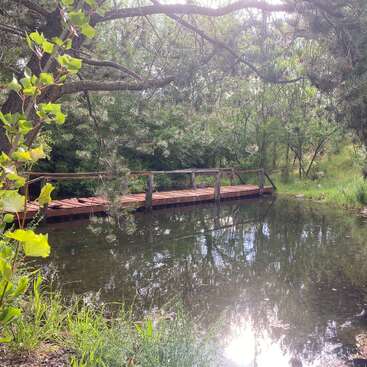 Una escena tranquila con un puente de madera que cruza un estanque en calma, rodeado de frondosos árboles y plantas verdes, con la luz del sol reflejándose suavemente en el agua.