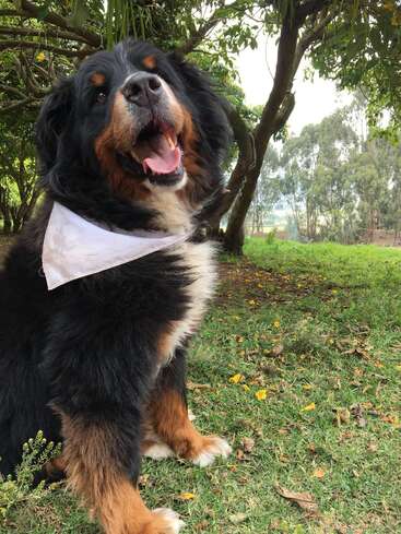 The image features a large dog with a white bandana sitting in a grassy area, surrounded by trees and foliage, with its mouth open and tongue out.