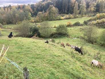 Eine Person sitzt auf einem grasbewachsenen Hügel und beobachtet eine kleine Ziegenherde beim Grasen. Bewaldete Bäume und sanfte grüne Felder schaffen eine friedliche Landschaft.