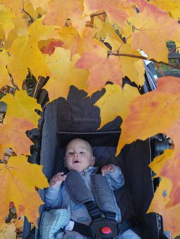 Un bébé est assis dans une poussette, entouré de feuilles d'automne d'un jaune et d'un orange éclatants. Le bébé a l'air curieux et satisfait, habillé chaudement pour le temps d'automne.