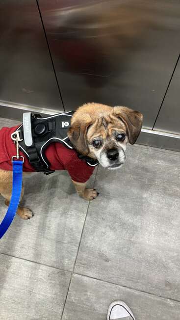 Un perro pequeño y ya mayor, que lleva un jersey rojo y un arnés negro con una correa azul, mira hacia arriba con ojos grandes mientras está de pie en un ascensor con suelo gris.