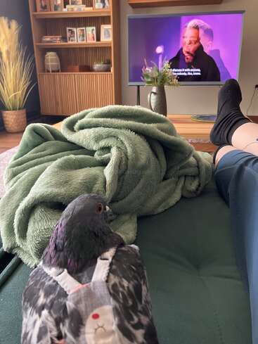 Una paloma con un bonito arnés está posada en un sofá junto a una persona. Cerca hay una manta verde. La televisión y la estantería completan esta acogedora escena.